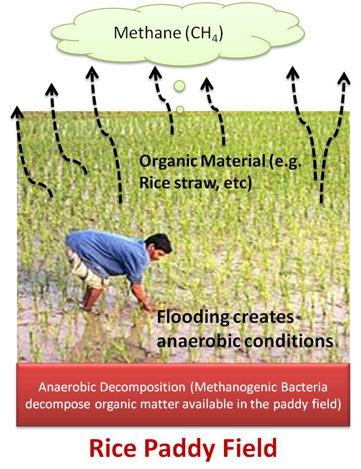 Methane emission from rice paddy fields